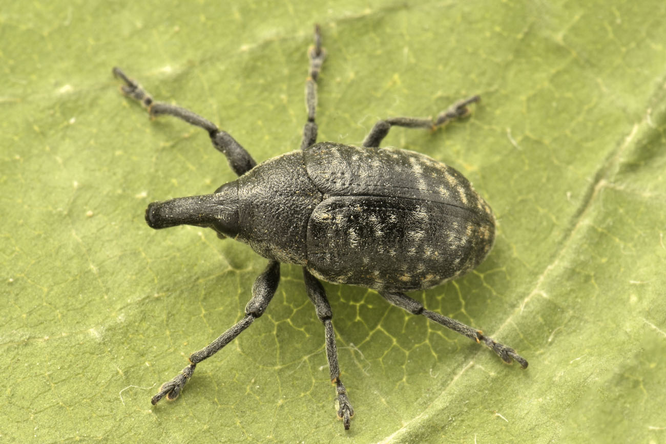 Curculionidae: Larinus sp?